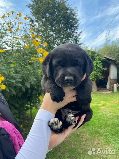 Щенки лабрадора