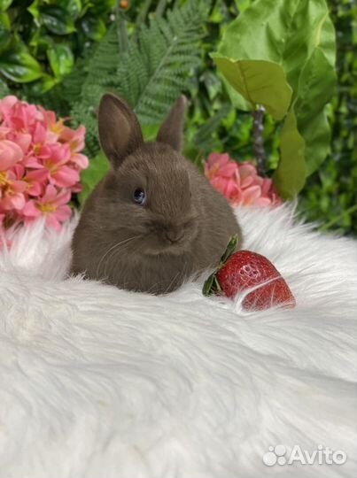 Кролик миниатюрный