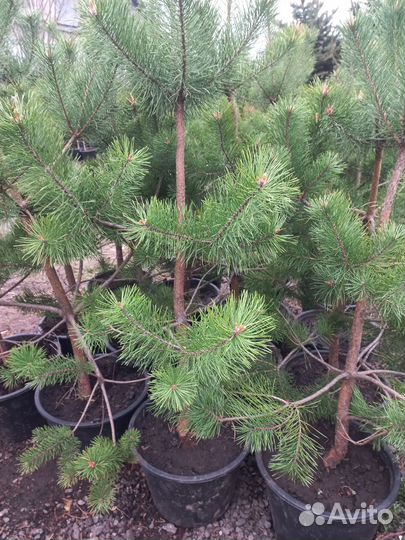 Сосна 1,2 - 1,5см