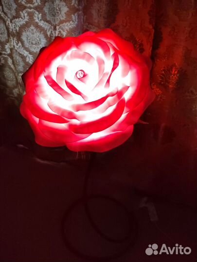 Роза-ночник