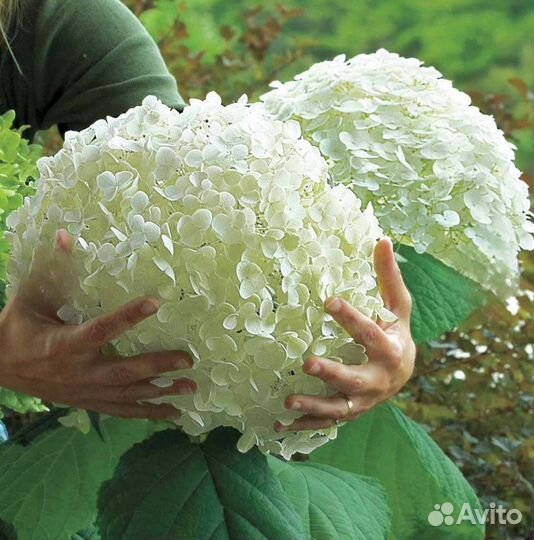 Гортензия древовидная Баунти