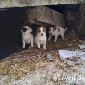 porno - Купить недорого собаку или щенка🐕 в Богородицке | Цены на ...