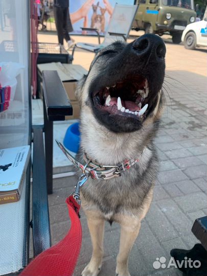 Собака в добрые руки