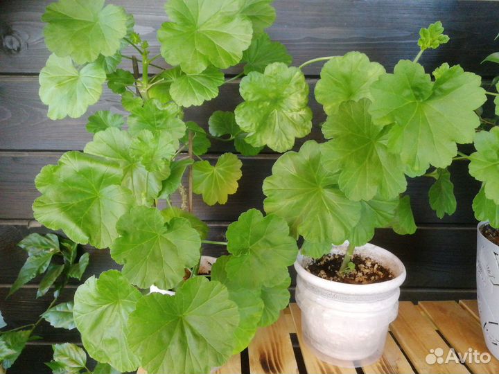 Цветы домашние