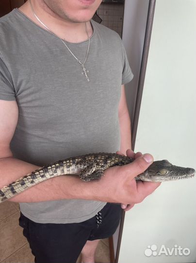 Животные утята цыплята на фотосессию в аренду