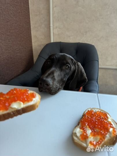 Щенок курцхаара с документами