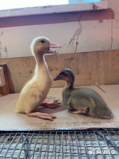 Утята Фаворит, муларды