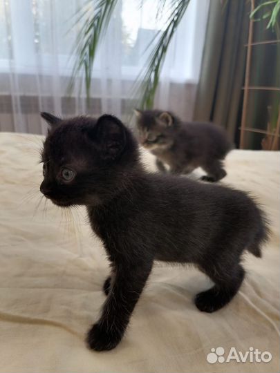 Курильский бобтейл