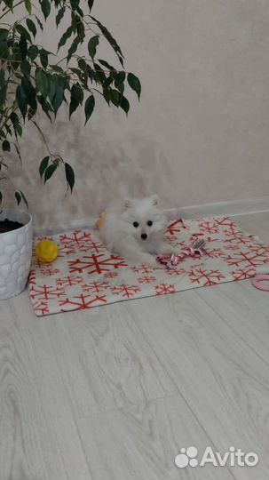 Японский шпиц щенки