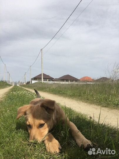 Щенок в добрые руки