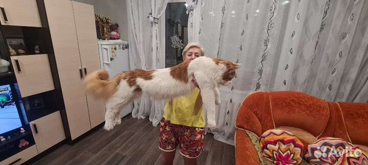 Кот мейн кун