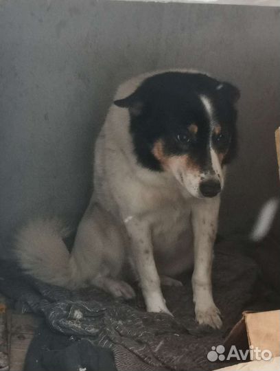 Собака в добрые руки