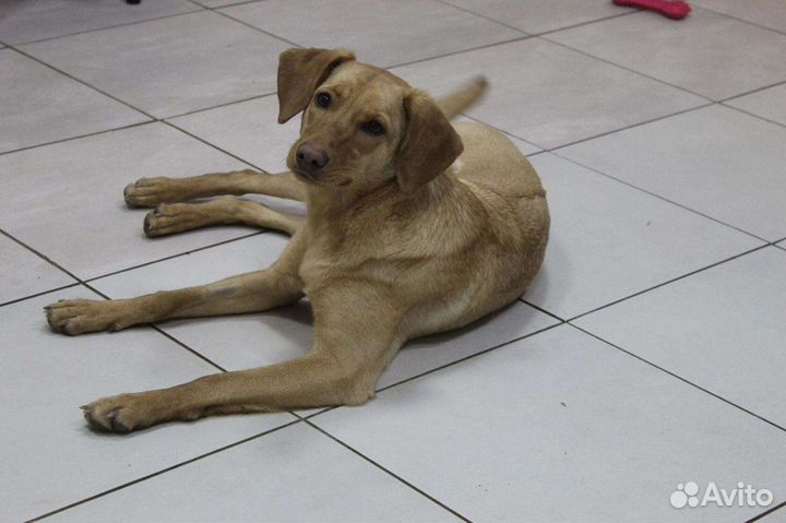 Собачка Буся ищет дом