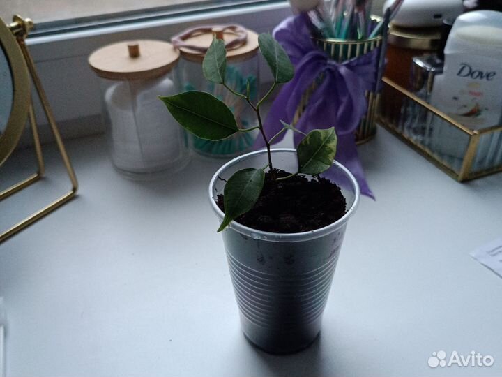 Фикус бенджамина пестролистный