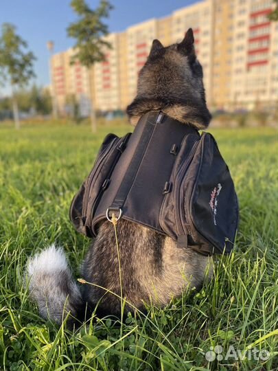 Рюкзак для походов с собакой