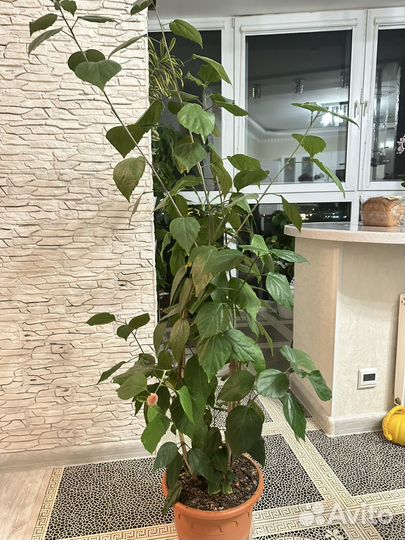 Гибискус китайская роза