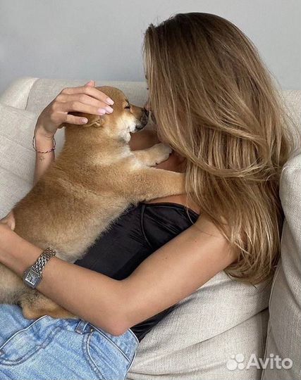 Выгул собак/уход за животными