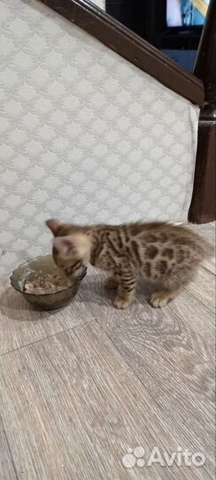 Бенгальские котята