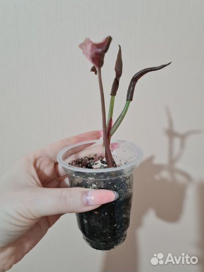 Сингониум клубничный лед