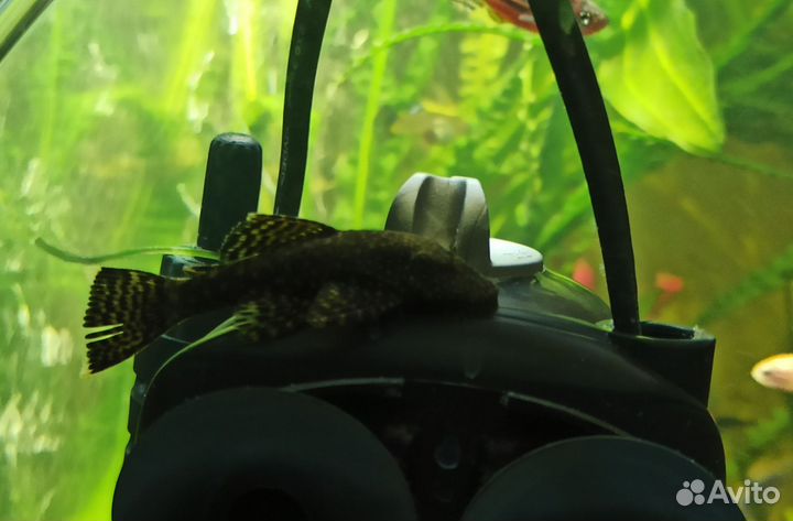 Сомики анциструсы