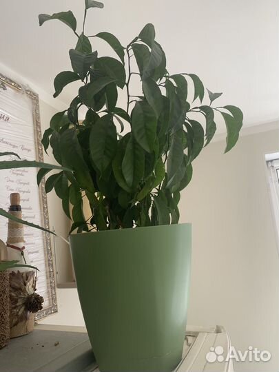 Мандариновое дерево