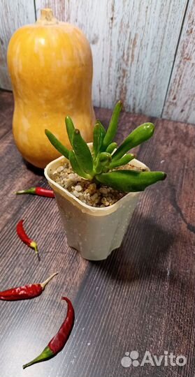 Суккуленты