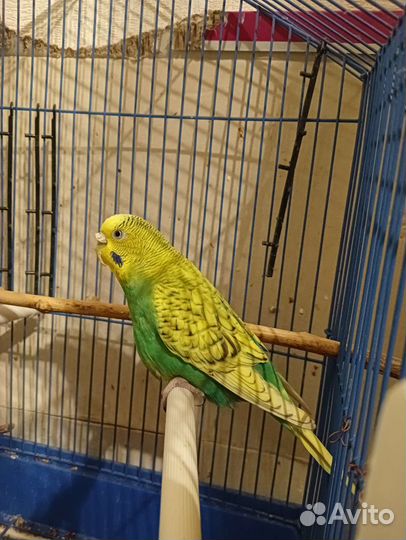 Продам голубя