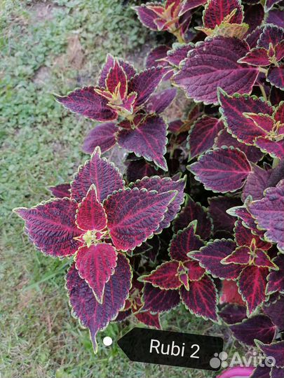 Колеусы вегетативные