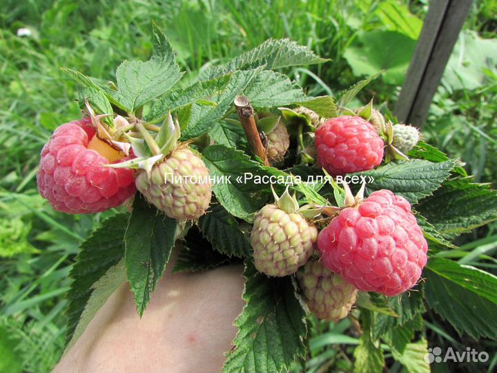 Cаженцы малины. Питомник. Гарантия сортности