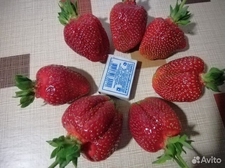 Рассада сортовой клубники