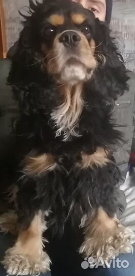 Вязка американский спаниель