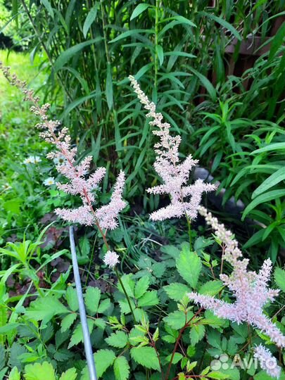 Хризантема.Астильба нежно-розовая