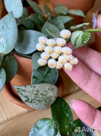 Хойя (Н.Lacunosa Eskimo,H.Compacta)