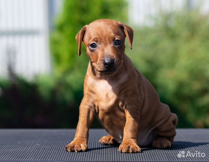 Щенки цвергпинчера