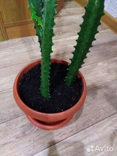 Кактус Молочай