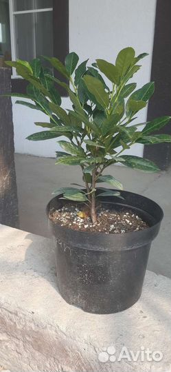 Лавровишня