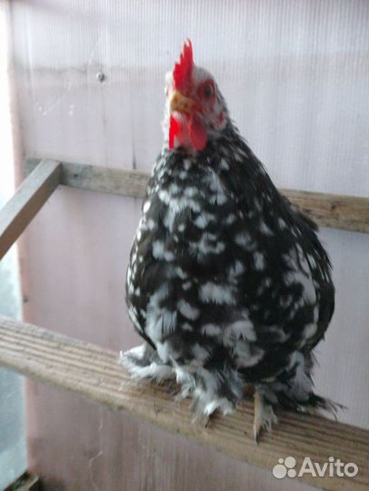 Карликовый кохинхин