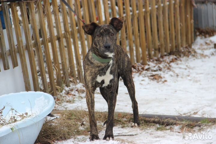 Отдам бесплатно в хорошую семью