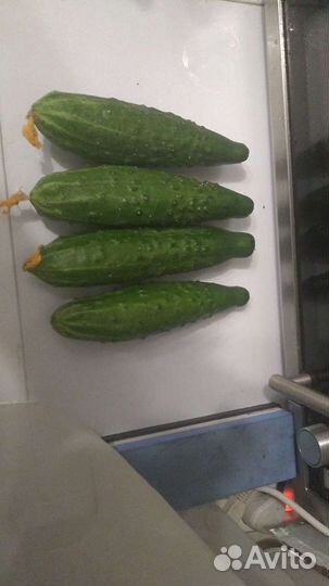 Семена огурцов советского времени