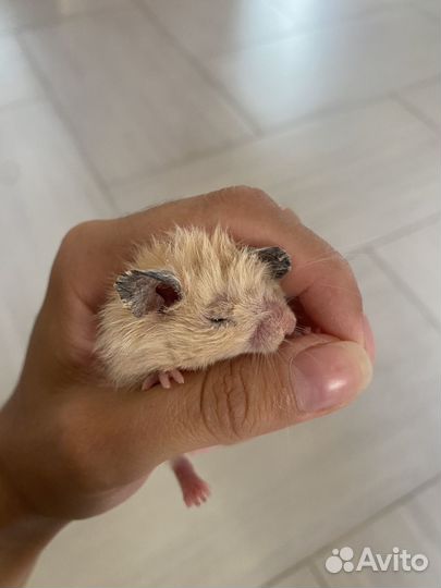Сирийский хомяк малыши