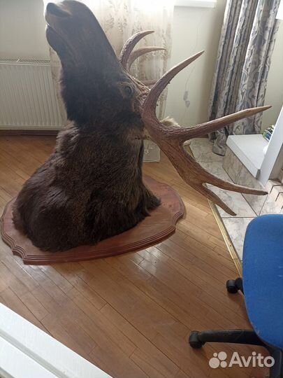 Чучело головы лося