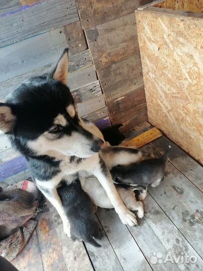 Щенки сибирской хаски