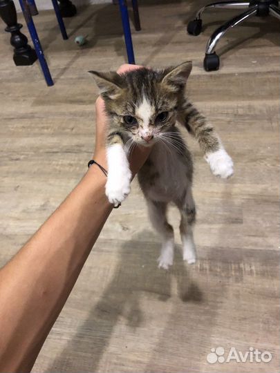 Котенок