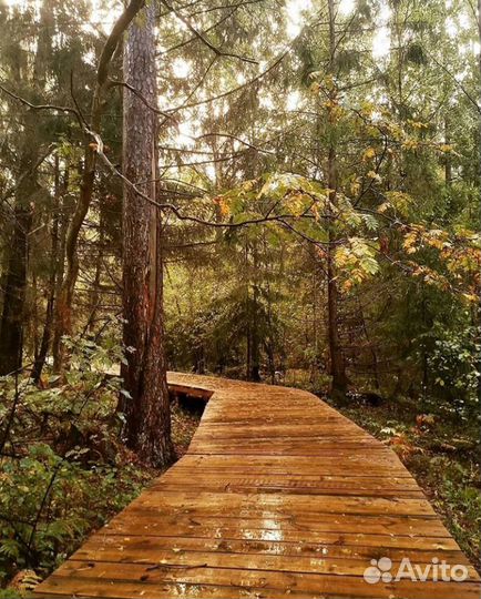 Экскурсия на Куршскую Косу+Зеленоградск+замки