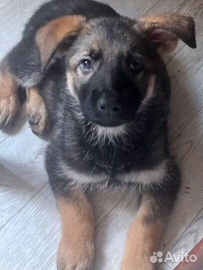 Немецкая овчарка