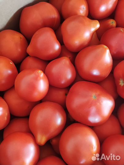 Помидоры оптом