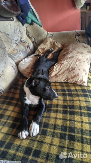 Щенок бультерьера и стаффа