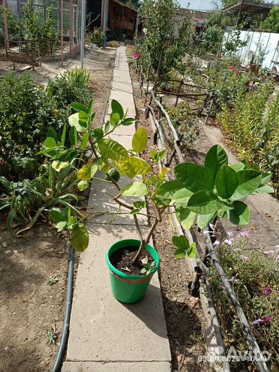 Лимон с плодом