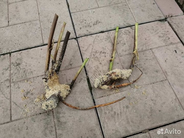 Пионы саженцы