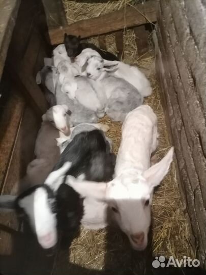 Продаются козлята